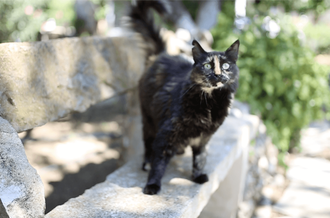 black cat full