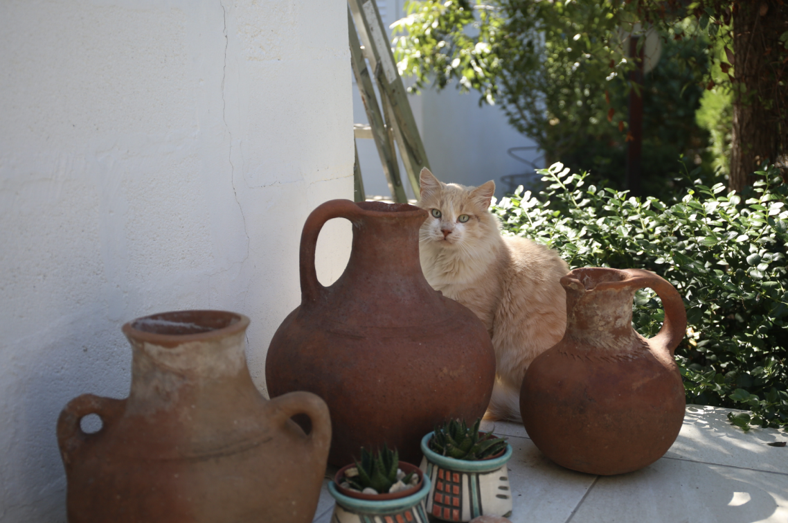 cat light brown img