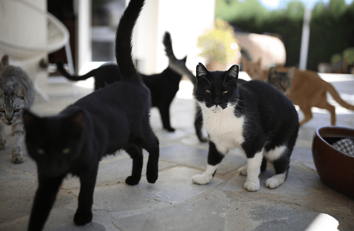 multi cats