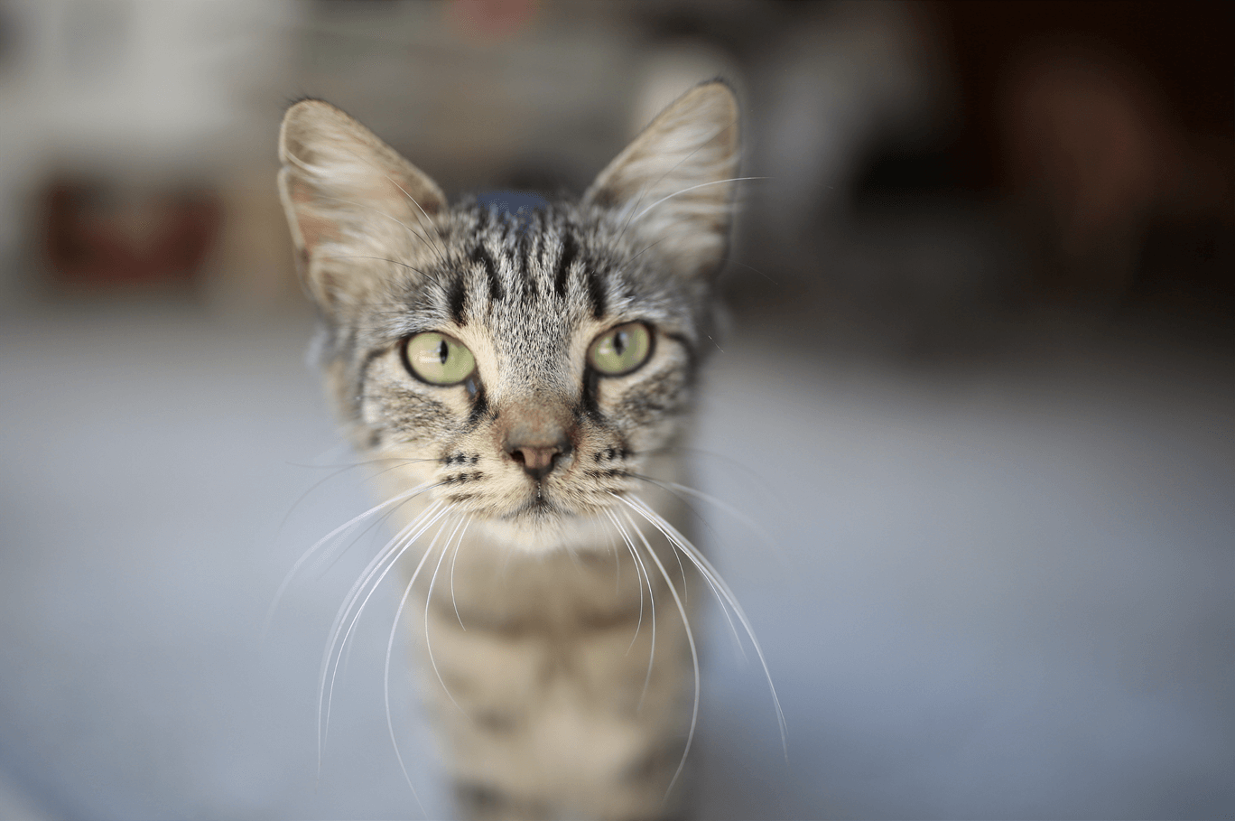 small cat